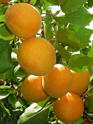 Apricot (Dwarf)