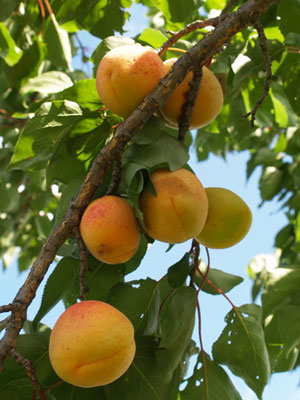 Apricot (Large)