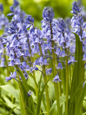 Bluebell, also known as English Bluebell