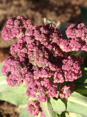 Broccoli (Purple Sprouting)