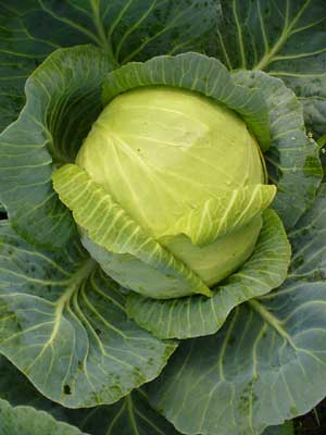 Cabbage (Short Maturity)