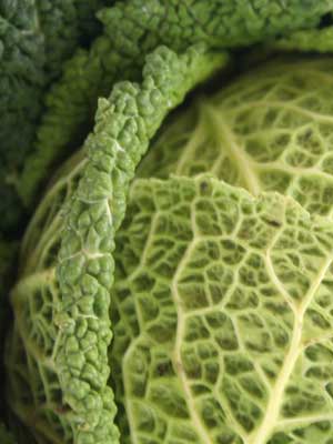 Cabbage (Autumn)