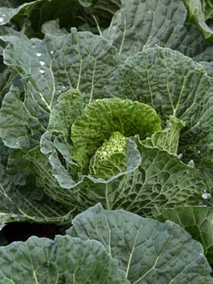 Cabbage (Spring)