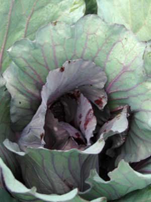Cabbage (Short Maturity Red)