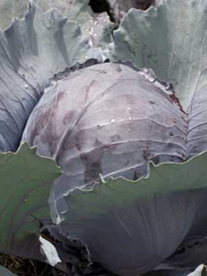 Cabbage (Medium Maturity Red)
