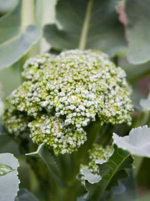 Broccoli (Green)