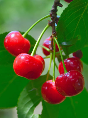 Cherry (Dwarf)