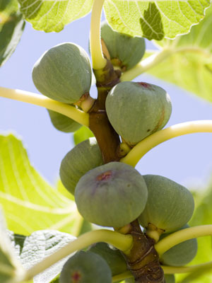 Fig (Container Grown)