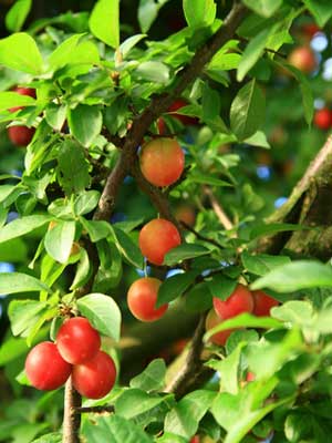Fruit (Dwarf Tree)