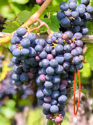 Grape Vine (Red)