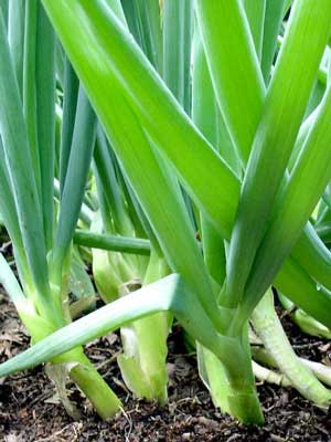 Onions (Green)