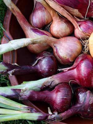 Onions (Autumn Red)