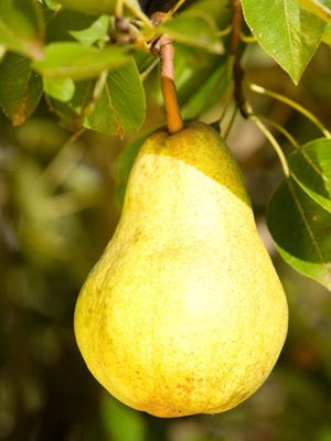 Pear (Dwarf)