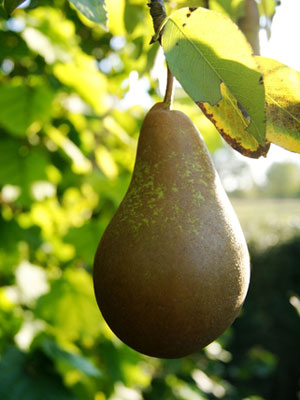 Pear (Large)