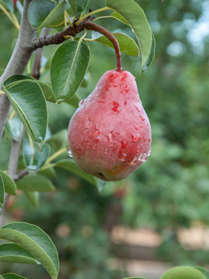 Pear (Cordon)