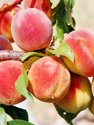 Peach (Large)