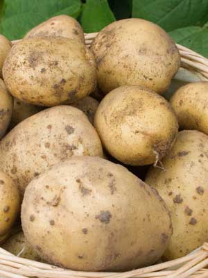 Potatoes (Maincrop)