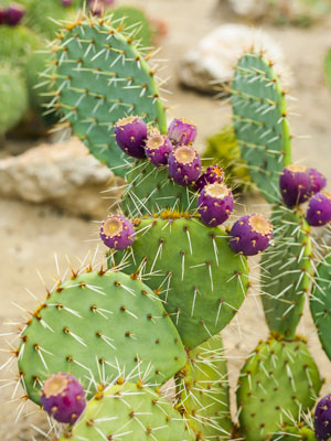 Prickly Pear Cactus Grow Guide