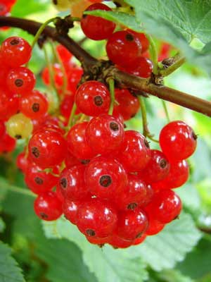 Red Currant Grow