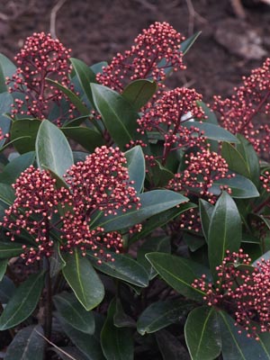 Skimmia Grow Guide