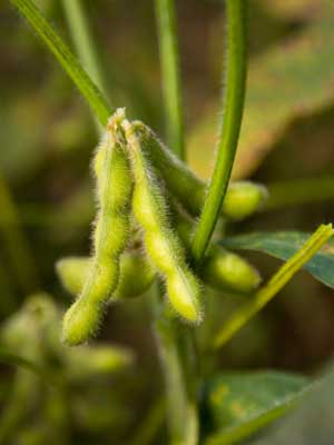 Soybeans