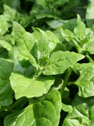 Spinach (New Zealand)
