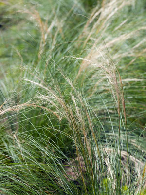 Tufted Hair Grass