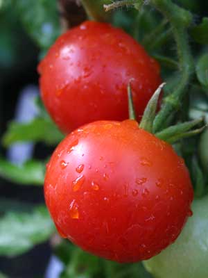 Tomato (Regular)
