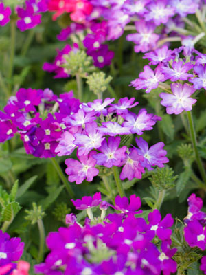 Image of Verbena annuals