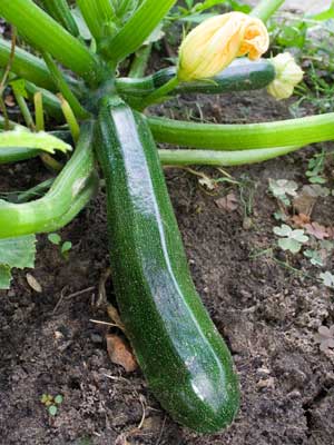 Zucchini, also known as Summer squash