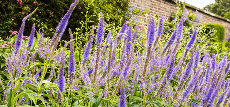 Agastache, also known as Anise Hyssop