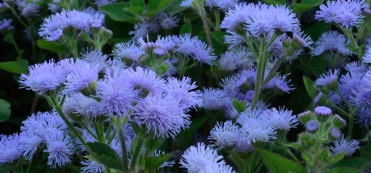 Ageratum, also known as Floss Flower