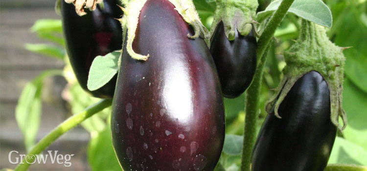 Aubergine, also known as EggPlant