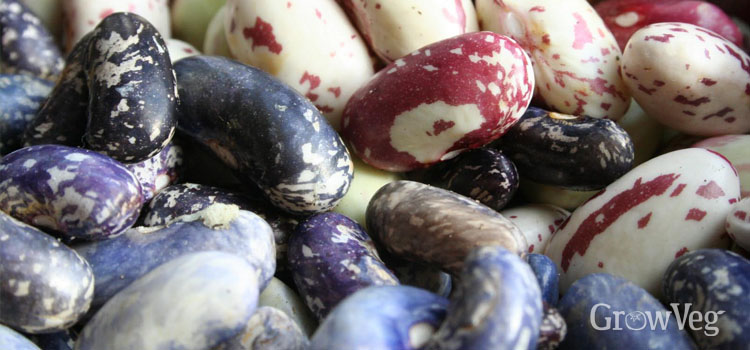 Beans (Dry), also known as Borlotti