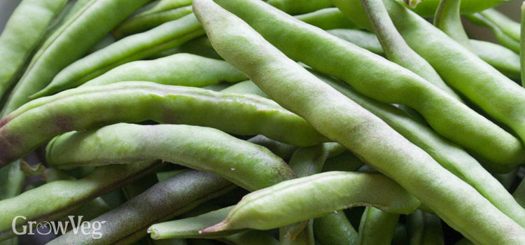 Beans (French), also known as Dwarf, Bush beans