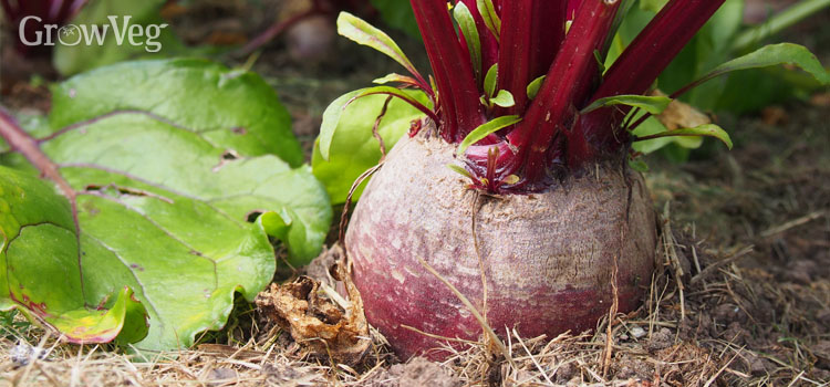 Beet, also known as Beetroot