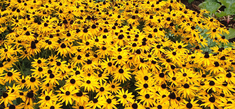 Black-Eyed Susan, also known as Gloriosa Daisy, Brown-eyed Susan, Yellow Ox-eye, Orange Coneflower