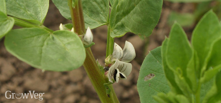 Beans (Broad), also known as Fava beans