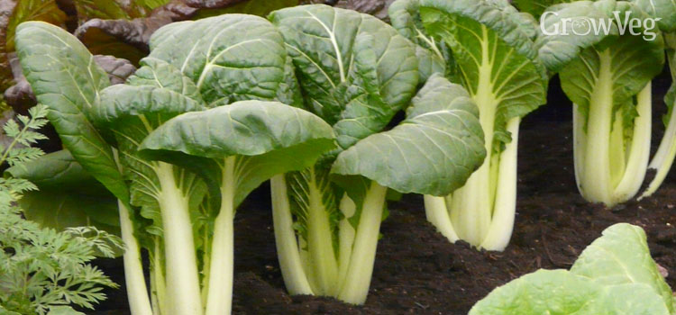 Cabbage (Chinese), also known as Pak Choi