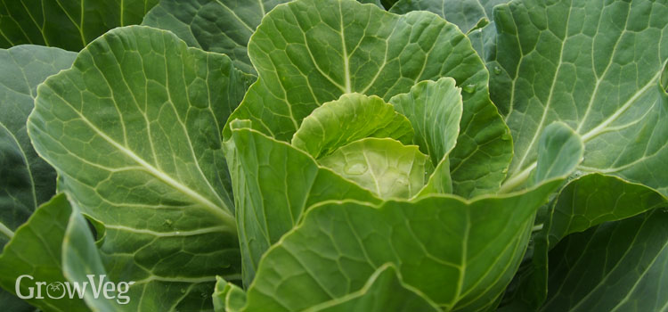 Cabbage (Long Maturity)