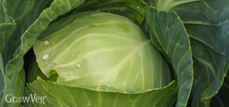 Cabbage (Short Maturity)