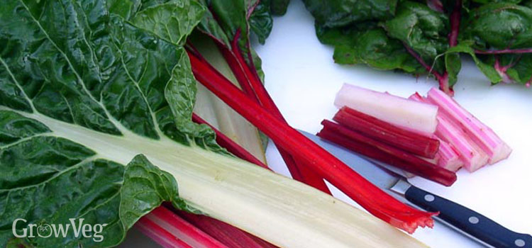 Silver Beet, also known as Swiss Chard