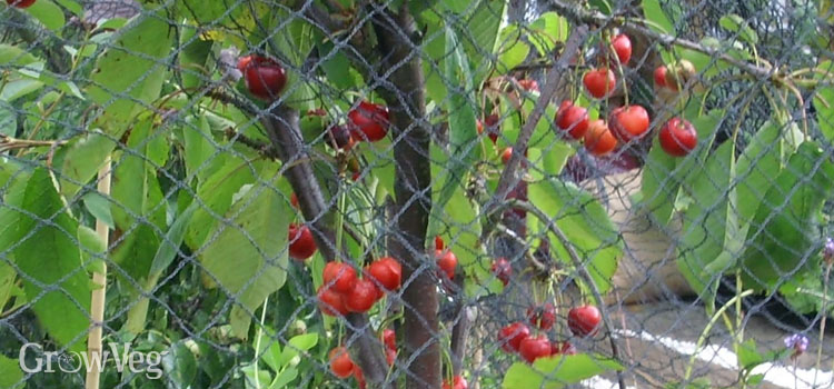 1x Fresh Cherry Sylvia Fruit Trees Garden Plant K-P221.