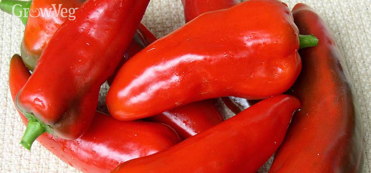 Chilli, also known as Chilli Pepper, Hot Pepper