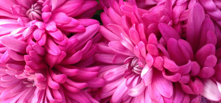 Chrysanthemum, also known as Mum, Garden Mum, Heritage Mum, Korean Daisy, Korean Mum