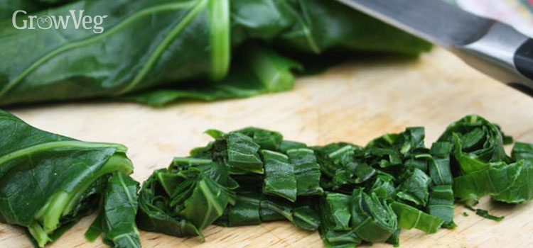 Collards, also known as American Kale