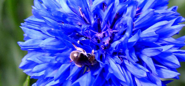 Cornflower, also known as Bachelor's Buttons