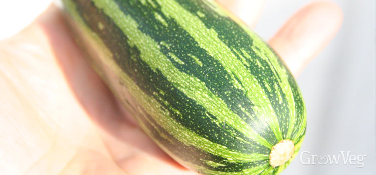 Courgette, also known as Marrow, zucchini