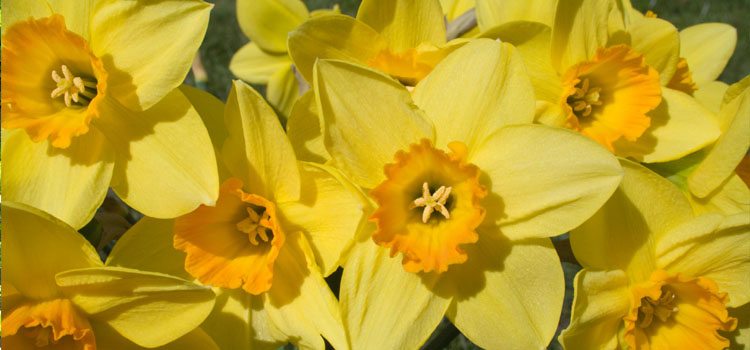 Daffodil, also known as Narcissus, Jonquil