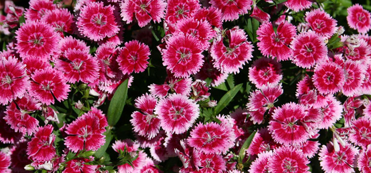 Dianthus, also known as Pinks